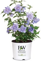 2 Gallon Proven Winners Blue Chiffon Hibiscus Shrub - $14.99 (63% off) at Amazon.com