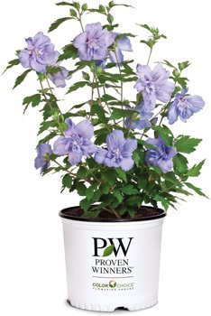 2 Gallon Proven Winners Blue Chiffon Hibiscus Shrub - $14.99 at Amazon.com
