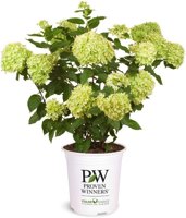 2 Gal. Little Lime Hydrangea Shrub - $15.00 (50% off) at Amazon.com
