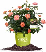 1 Gallon Perfect Plants Orange Glow Knock Out® Rose Bush - $10.00 (67% off) at Amazon.com