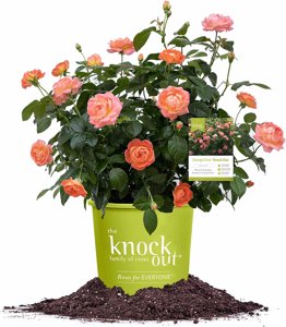 1 Gallon Perfect Plants Orange Glow Knock Out® Rose Bush  at Amazon.com for $10.00Free Shipping for Prime Members