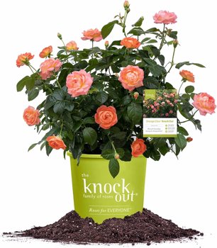 1 Gallon Perfect Plants Orange Glow Knock Out® Rose Bush - $10.00 at Amazon.com